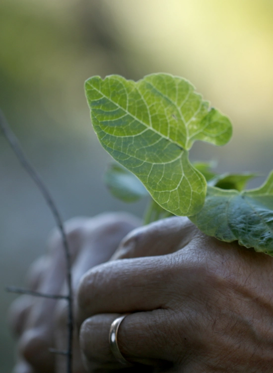 filosofía de nuestro restaurante ecológico en Mallorca