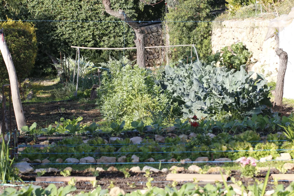 restaurantes vegetarianos en mallorca con huerto propio