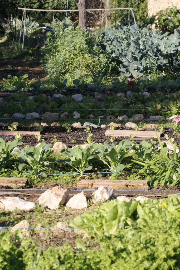 verduras para el restaurante ecológico ubicado en mallorca