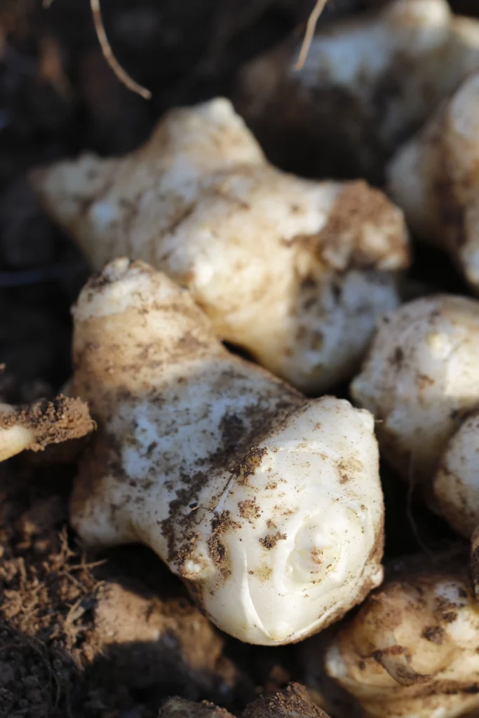 verduras para restaurantes con opción vegetariana en mallorca