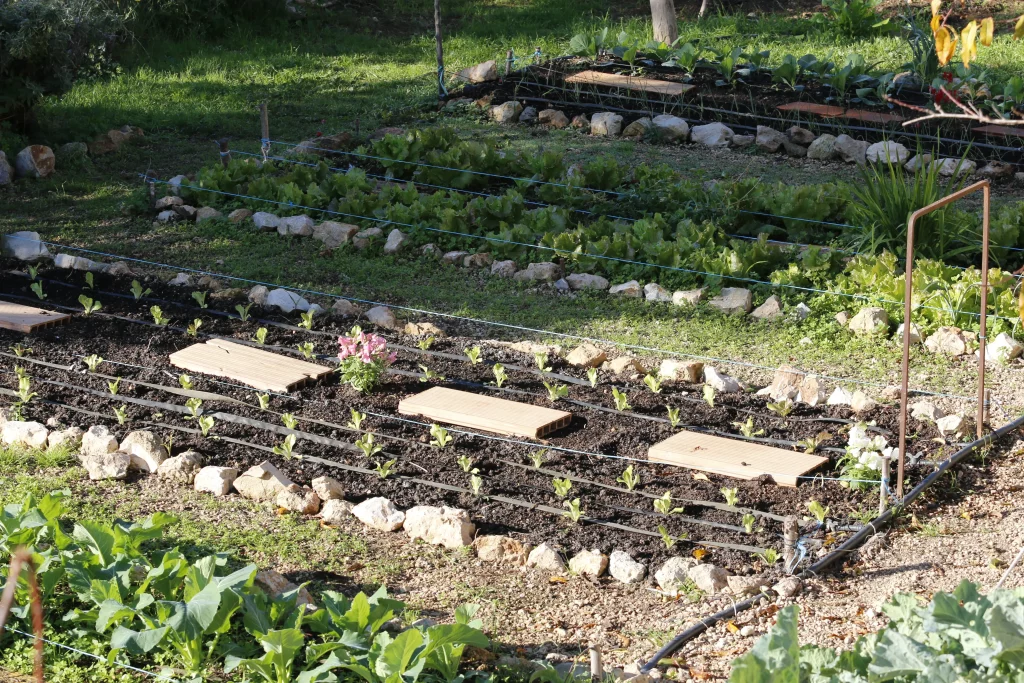 verduras para restaurante vegetariano en inca