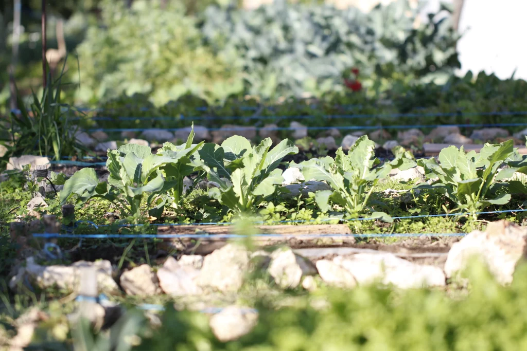 hortalizas para las recetas vegetarianas del restaurante es ginebró