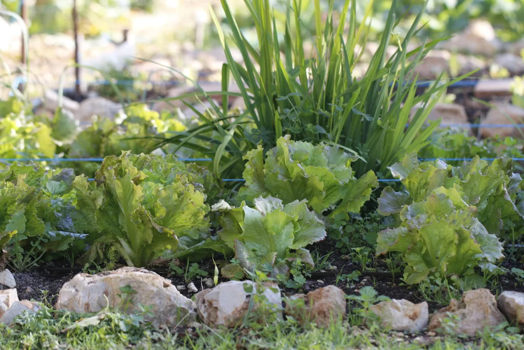 huerto ecológico en mallorca